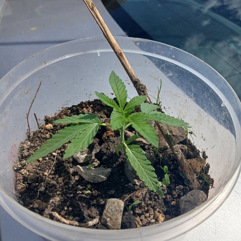 Lemon Kush — seedling_rooting, day 14