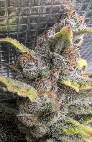 Fastbudz Payaya Cookies — harvest, day 71