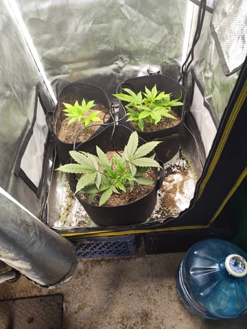 22 July 2025 — seedling_rooting, day 1