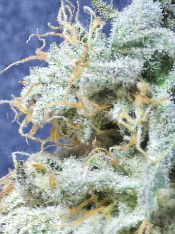 Dirty Bird - Thousand Island Fem & Platinum Kush Breath Remix x Grape Cakehead Fem Photo  — flower, day 98