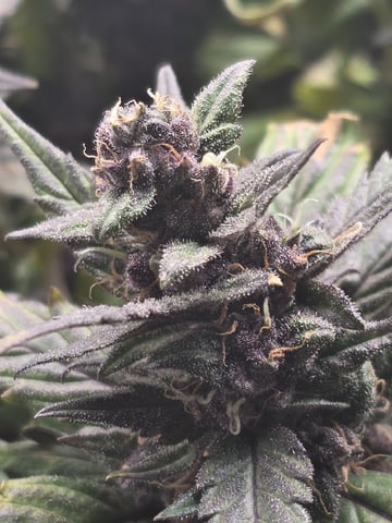 Vanna's Vanilla — auto, day 77