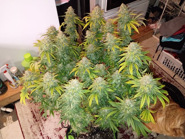 FastBuds Photo-Lemon Mandarin  — harvest, day 144