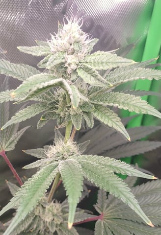 Mainely Genetics Micro Pheno Hunt — flower, day 73