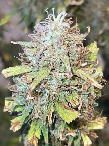 3x3 Grow