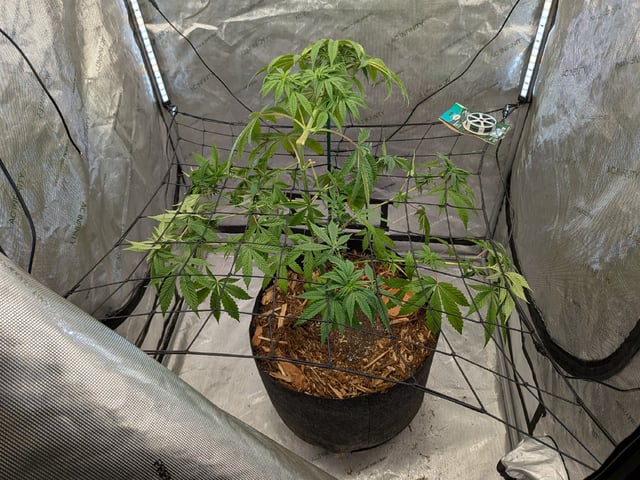 White Widow? — vegetative, day 9