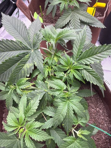 First Grow – Learning Every Day — vegetative, day 6