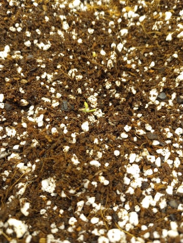 Pineapple Trainwreck  — seedling_rooting, day 3