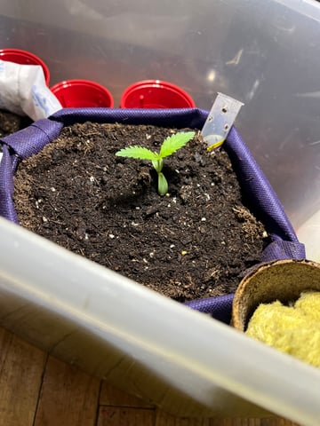 My Devine Conscious  — vegetative, day 22