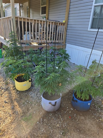 Outdoors L.S.D and Cinderalla 99  — vegetative, day 17
