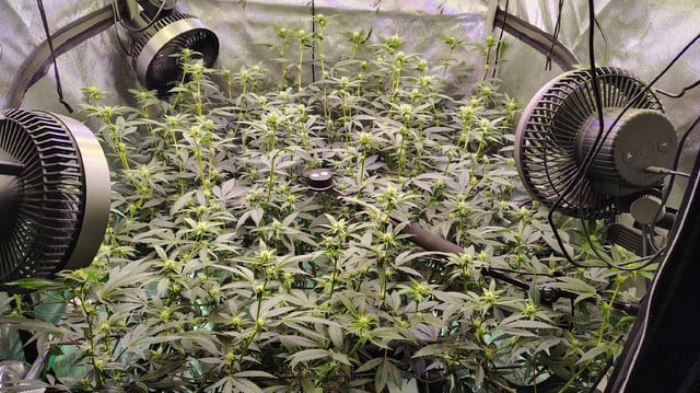 Straight Blasted  — flower, day 17