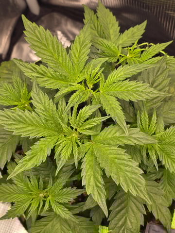 blue dream auto — vegetative, day 27