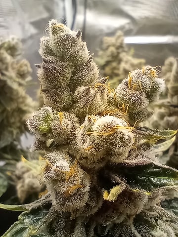 Wizard Punch first grow  — flower, day 122