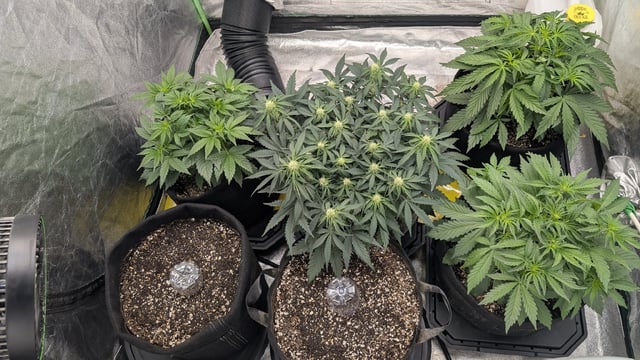 Perpetual Autoflower Mixed Grow #3 — germination, day 33