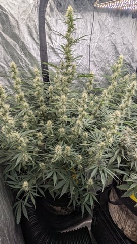 Perpetual Autoflower Mixed Grow #3 — flower, day 57