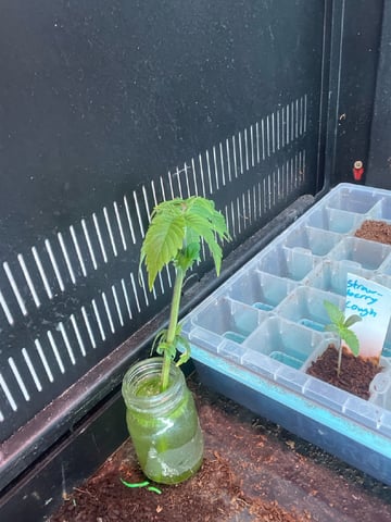 AK Clone — seedling_rooting, day 9