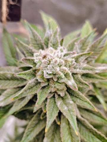 2nd grow  — flower, day 185