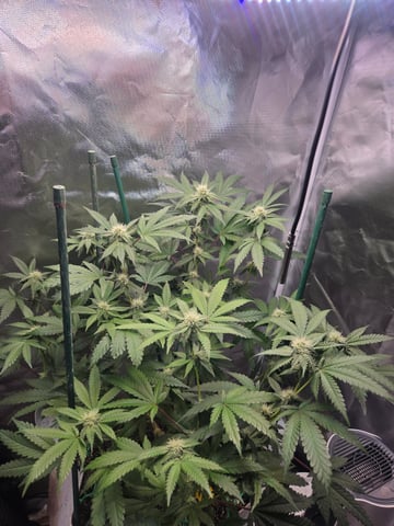 Looking for advice! — flower, day 69