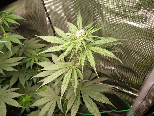 Gorilla Sherbert Feminized From Blimburn Seeds  — flower, day 55
