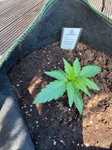 Pineapple Express F1 — vegetative, day 10