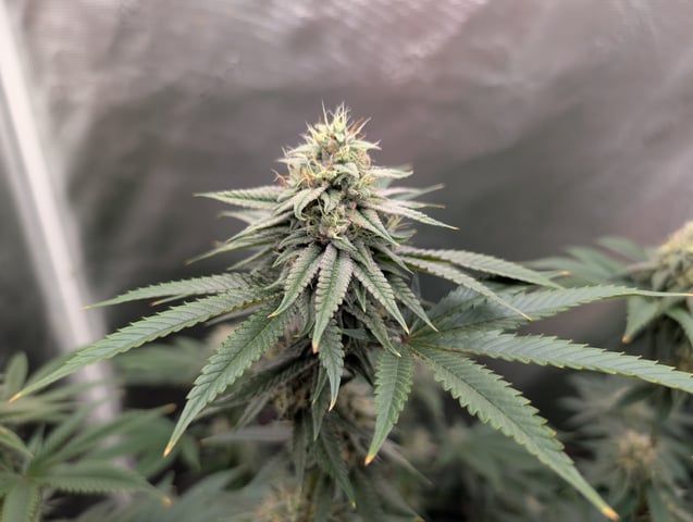 Exotic Genetix Donut Holes & Holiday Special 2025 — flower, day 36