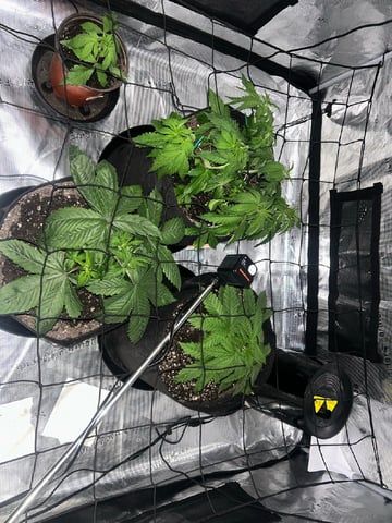 2025-26 harvest INDOOR — vegetative, day 67