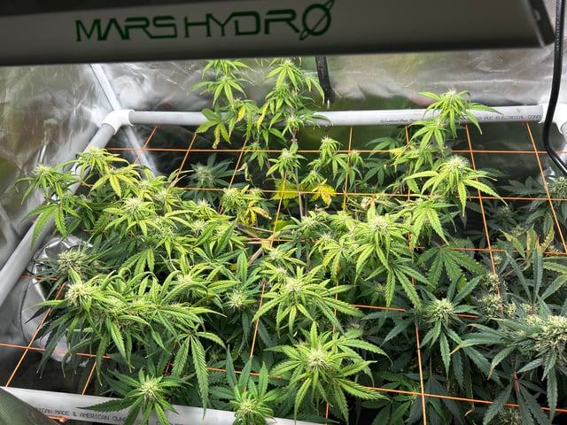 3 autos — flower, day 59