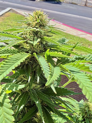Sour Glue — flower, day 95