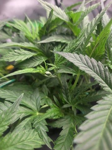 Northern Lights / Banana Kush — flower, day 40