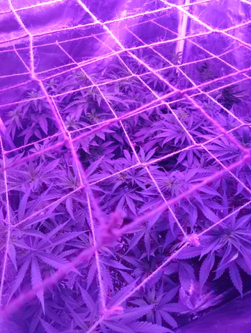 3 in flower — flower, day 25