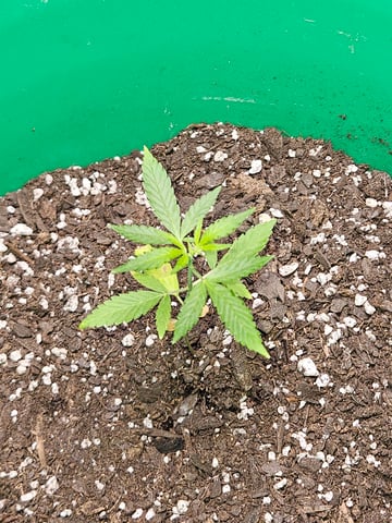 1st plant. Strain: Green Gelato AutoFlower — vegetative, day 38