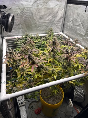 3rd grow  — flower, day 108