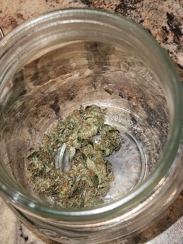 1st plant. Strain: Green Gelato AutoFlower