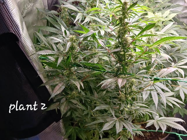 9lbhammer feminized  — harvest, day 72