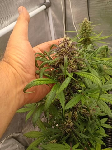 FastBuds-Auto Mix Pack-Quad Mystery — flower, day 45