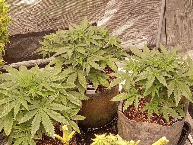 5 Autos — vegetative, day 2