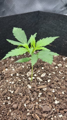 First attempt at planting some seeds — seedling_rooting, day 32
