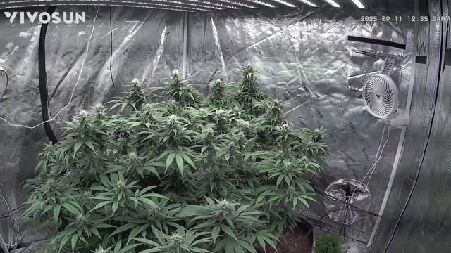 outdoor start/indoor 2025 — flower, day 176