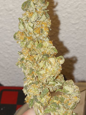 Blueberry critical kush x purple peyote wifi  and one L.a kush cake . — flower, day 38