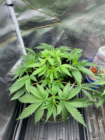 blackberry marshmallows  — vegetative, day 29