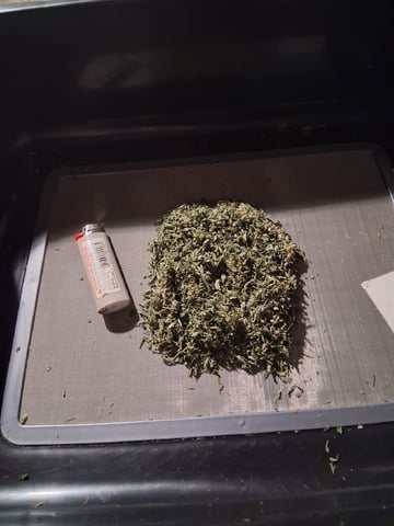 Seedman mix auto & seedman mix auto & GodFather OG — harvest, day 105