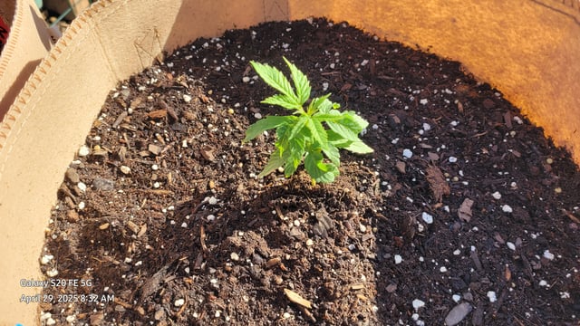 First Grow  — seedling_rooting, day 27