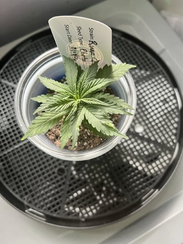 Inside Mother Plants — vegetative, day 36