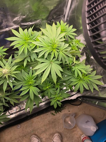Northern lights #10 2nd plant (Selkies) — flower, day 46
