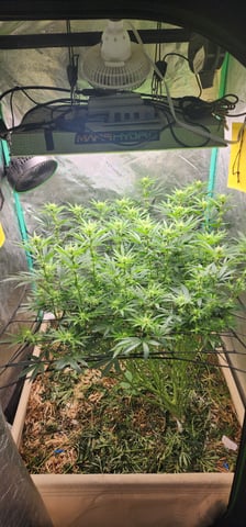 10G's — flower, day 66