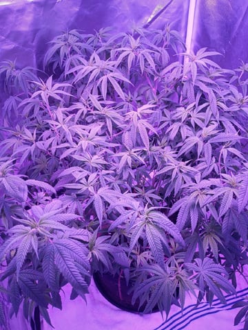 Purple Plum Perfect 💜 & 2 Grape Runtz 🍇 Mainlining garden.  — vegetative, day 220