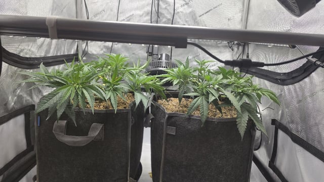 lilac diesel Rbx2 — flower, day 58