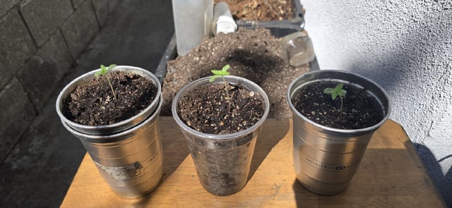 CzechsMex 2.0 — seedling_rooting, day 9