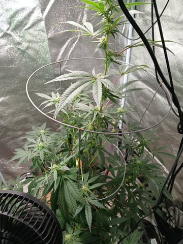 Orange Punch — flower, day 1