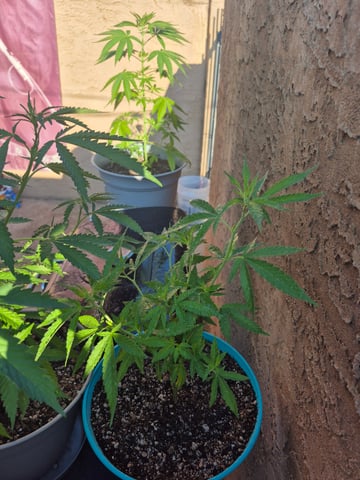 new strain — vegetative, day 11