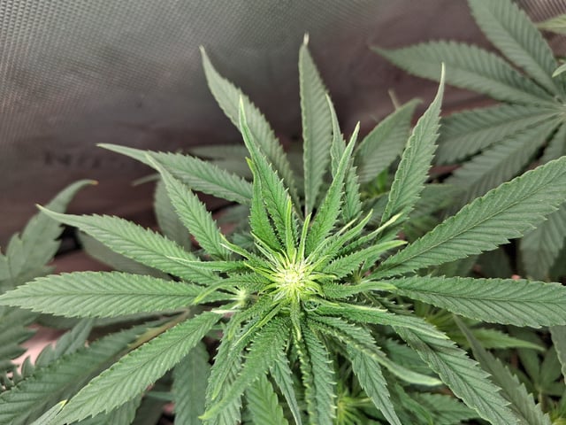 fruity pebbles, cap junky — flower, day 71